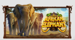 African Elephant™